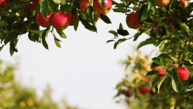 Photo of Startup israelense e Embrapa ajudam produtores de maçã a monitorar pragas